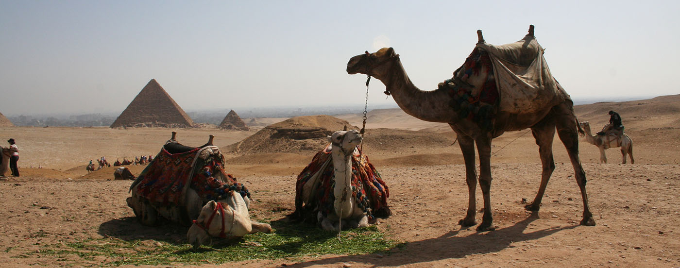 Camels in Egypt